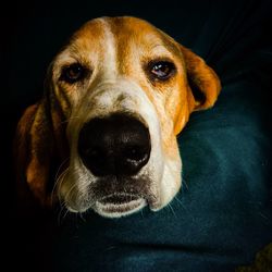 Close-up portrait of dog