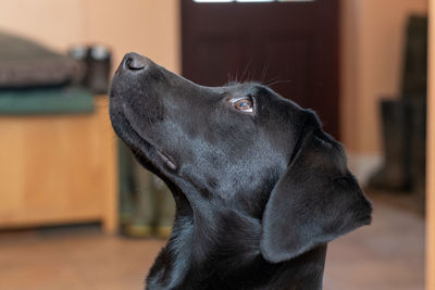 Head shot of a six month old pedigree black labrador puppy