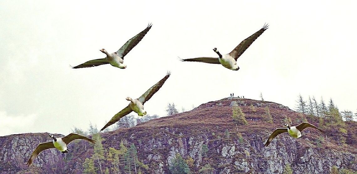 LOW ANGLE VIEW OF BIRDS FLYING IN SKY