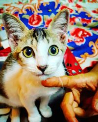 Close-up portrait of cat on bed