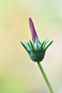 Close-up of purple flowering plant