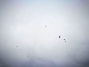 Low angle view of birds flying in sky