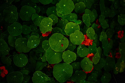 Full frame shot of wet plant leaves during rainy season