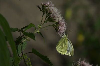 Close-up of butterfly on plant