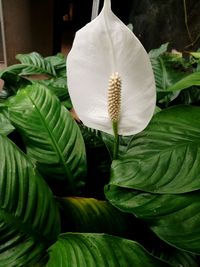 Close-up of flower blooming outdoors