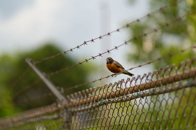 Bird perching on barbed wire