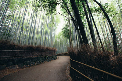 View of bamboo trees in forest