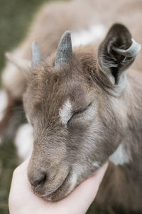 Close-up of hand feeding outdoors