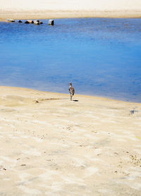 View of birds on beach