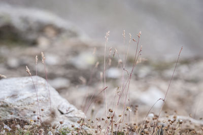 Close-up of plants against blurred background