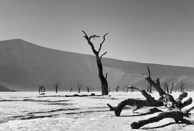 Bare tree on mountain against clear sky