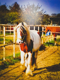 Horse in stable