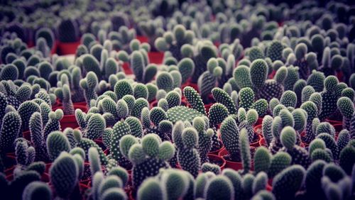 Full frame shot of cactus in pots