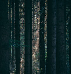 View of trees in forest