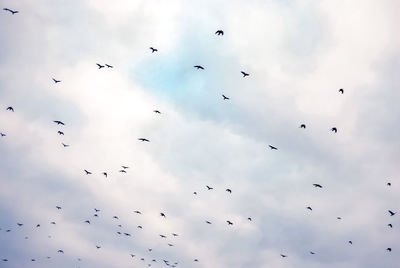 Low angle view of birds flying against sky