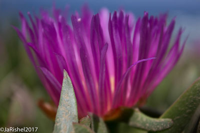 Close-up of purple flower in field