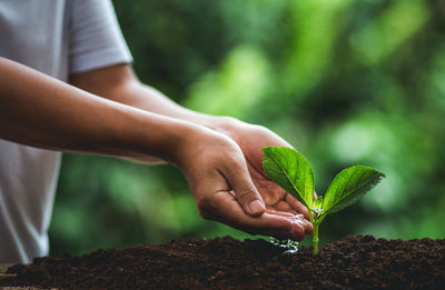 Close-up of hand holding leaves