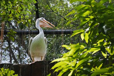 Close-up of bird perching on tree