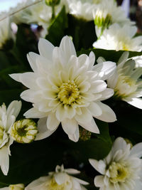 Close-up of white daisy flowers