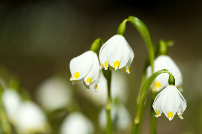 Close-up of white flowering plant