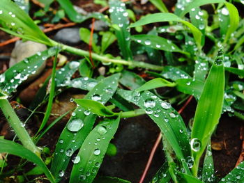 Close-up of wet plant leaves during rainy season