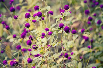 Close-up of purple flowering plants on land