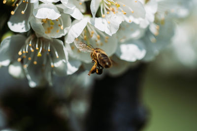 Close-up of bee pollinating flower