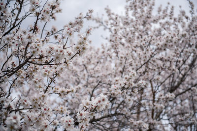 Close-up of white cherry blossom tree