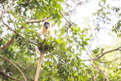 Low angle view of monkey on tree branch