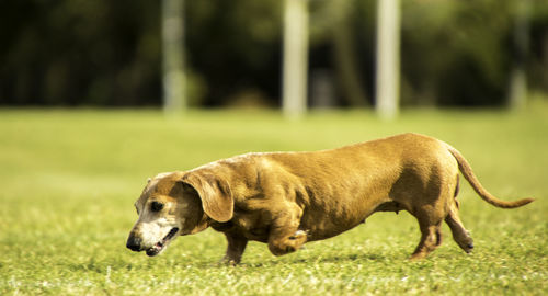 Side view of dog on field
