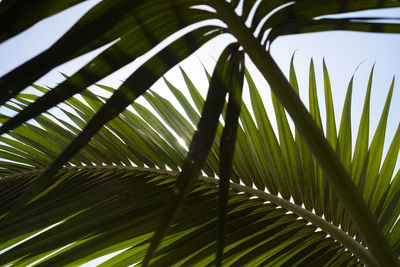 Close-up of palm tree leaves