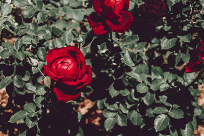 High angle view of rose roses