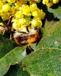 Close-up of bee pollinating on flower