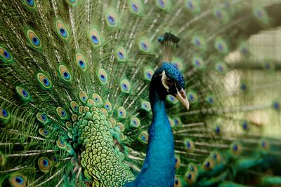 Close-up of peacock