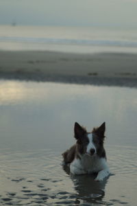 Portrait of dog on beach against sky