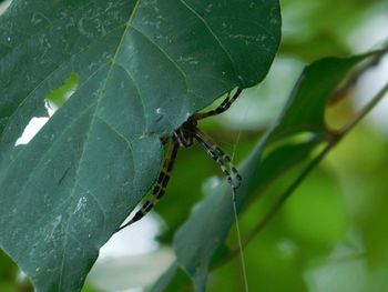 Close-up of spider on leaf