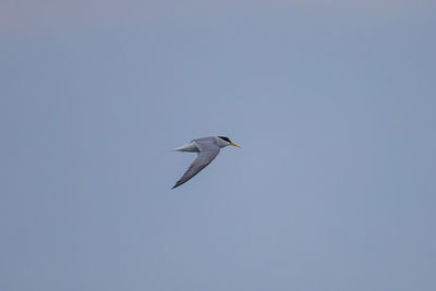 Low angle view of bird flying in sky