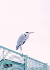 High angle view of gray heron perching on wall