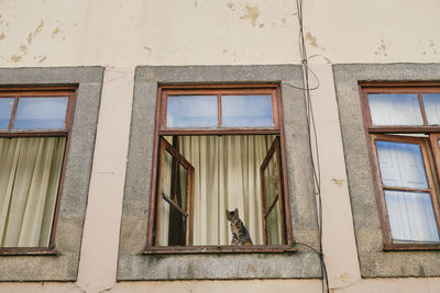 Low angle view of cat on window of building