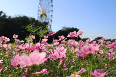 Close-up of pink flowering plants on field