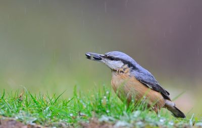 Close-up of bird perching on a field