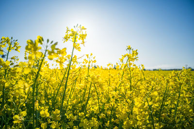 Beautiful yellow canola flowers growing in the cultivated field. 