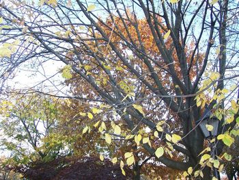 Low angle view of tree against sky