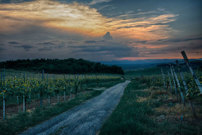 Scenic view of vineyard under evening sky