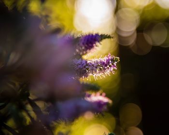 Close-up of purple flowering plant