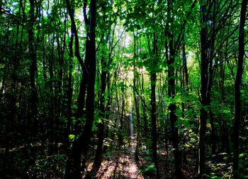 Trees growing in forest