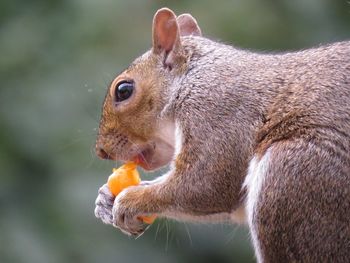 Close-up of squirrel eating food