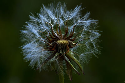 Close-up of wilted dandelion flower