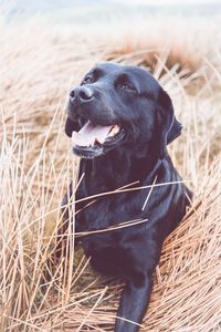 Black dog looking away