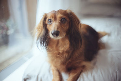 Close-up portrait of dog at home